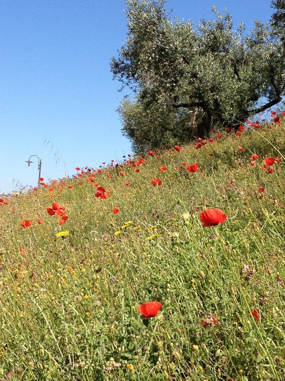 Il Poggio Delle Ginestre Guest House Torgiano Eksteriør bilde